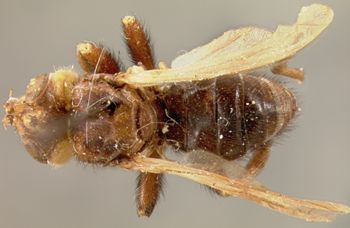 Media type: image;   Entomology 13550 Aspect: habitus dorsal view